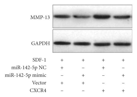 Mir 142 5p Counteracted Inflammation And Matrix Degradation In