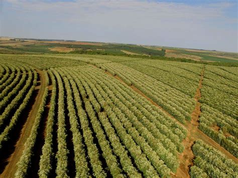 Brazil Cerrado 17/18 FC SS | Burman Coffee