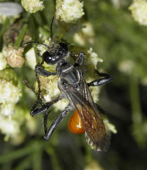 Wasp Prionyx Bugguide Net