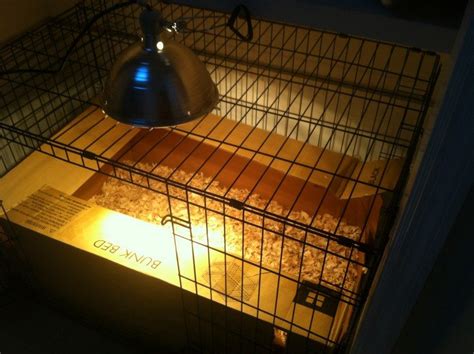 6 Creative Chick Brooder Ideas The Owner Builder Network