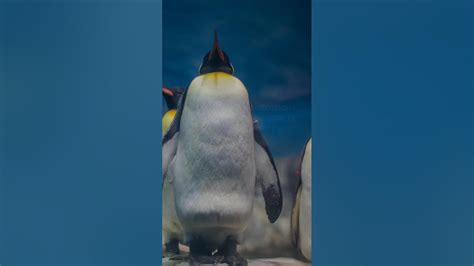 Playful Penguinsdiscovering The Charms Of These Adorable Creatures🐧😍