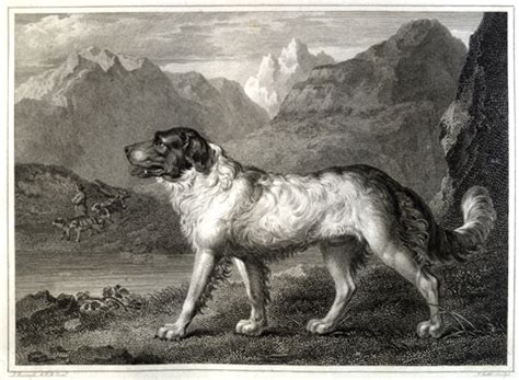 The Newfoundland Dog - Discover Lewis & Clark