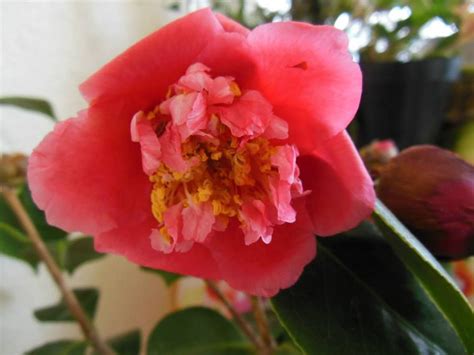 camelia margherita colleoni | Plants, Rose