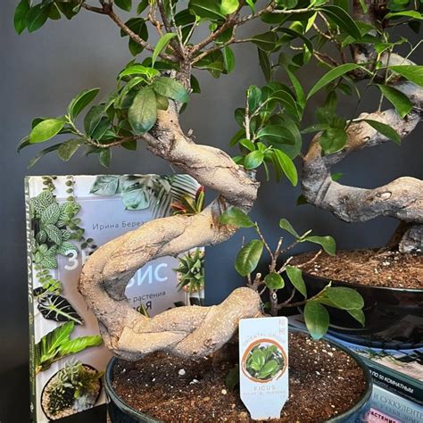 Бонсай Фикус Гинсенг "S" арт. 040 | Купить в Минске