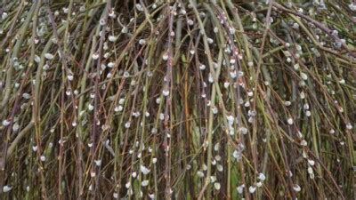 How To Plant Grow And Care For Pussy Willow Salix Spp