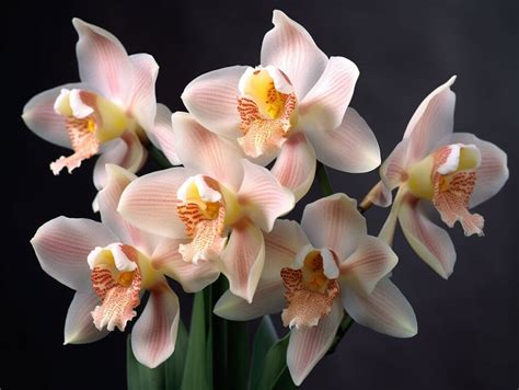 Naked Man Orchid Orchis Italica Discovering Nature S Unique Marvel