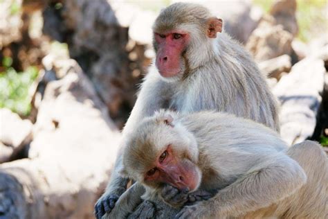 Sex Between Two Males Is Extremely Common In Wild Macaque Monkeys New Scientist