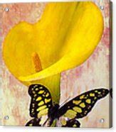 Calla Lily With Butterfly Photograph By Garry Gay Fine Art America