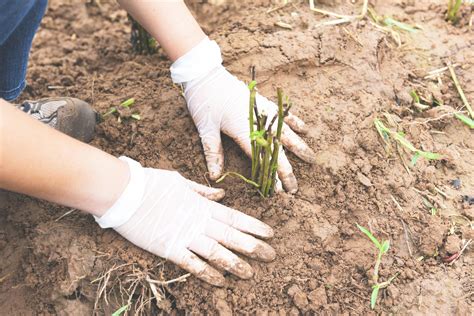 Segura A Planta No Solo - mão segurando planta jovem para plantar no solo - plantar árvores na ...