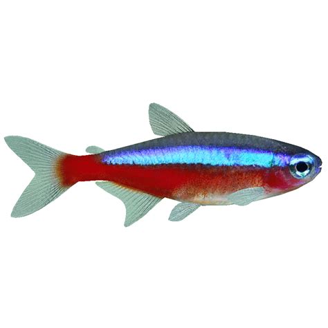 Category:Tetra Pack (PaJaS30) | ZT2 Download Library Wiki | FANDOM ...