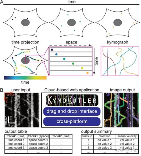 荧光成像实验的初学者指南 - 知乎