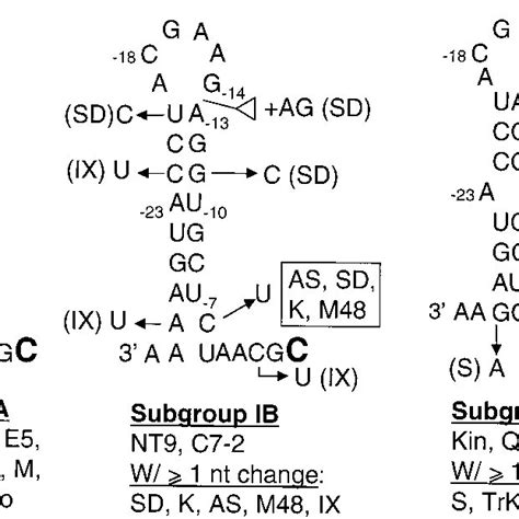 Comparison Of Predicted Rna Secondary Structures For The Sequence 3 Of