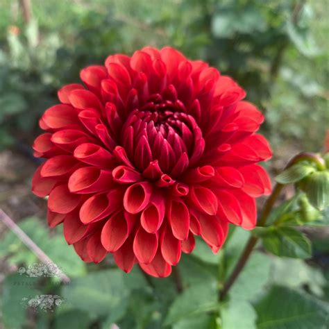 Brown Sugar Dahlia Tubers – Petals In Bloom Flower Farm