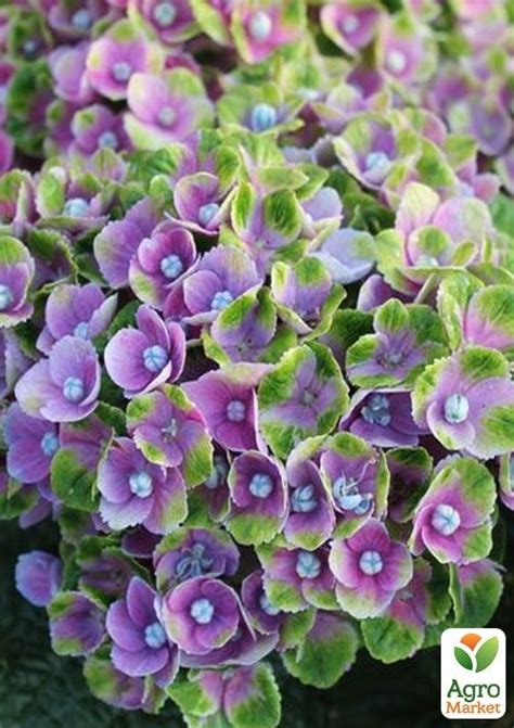 Гортензія крупнолистна 2-х річна "Magical Amethyst" висота саджанця 20 ...