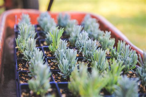 Plants - Tumalo Lavender