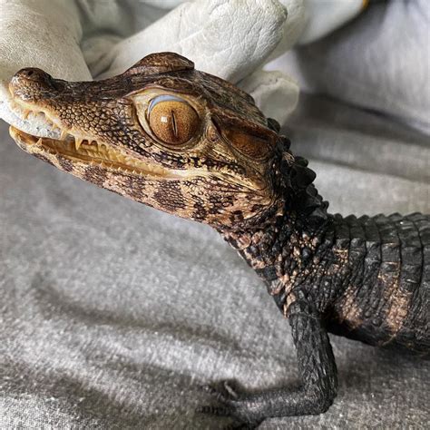 Juvenile Dwarf Caiman – V Reptiles