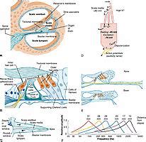 Early Development of the Human Auditory System - Clinical Tree