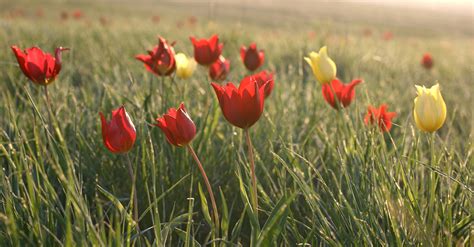 Тюльпаны. Tulipa gesneriana - Тюльпан Геснера (Шренка): shinkarenkostas ...