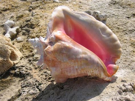 conch ecomar