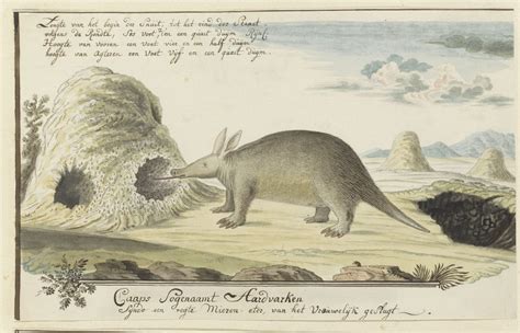 Animal Art Of The Day For National Aardvark Week Part 1 Robert Jacob