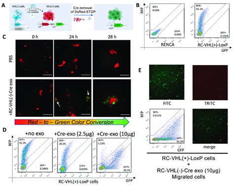 The Cre Loxp System Enables Exosome Mediated Color Conversion A