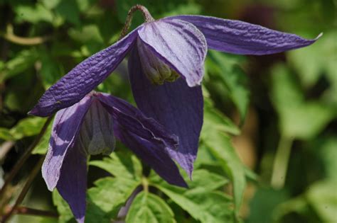 Clematis Pamela Jackman Clematis Alpina Pamela Jackman Clematis