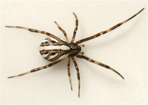 Western Black Widow Latrodectus Hesperus