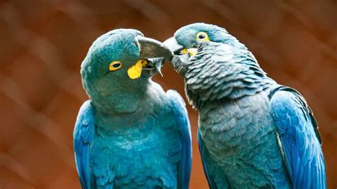 Filhote De Arara Azul - Cecfau registra primeiro filhote de arara-azul-de-lear de 2025 em ...