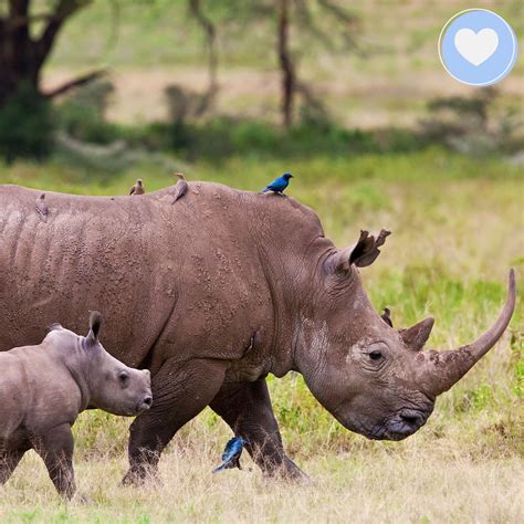 They Have Bird Sidekicks And Other Fascinating Facts About The Rhino