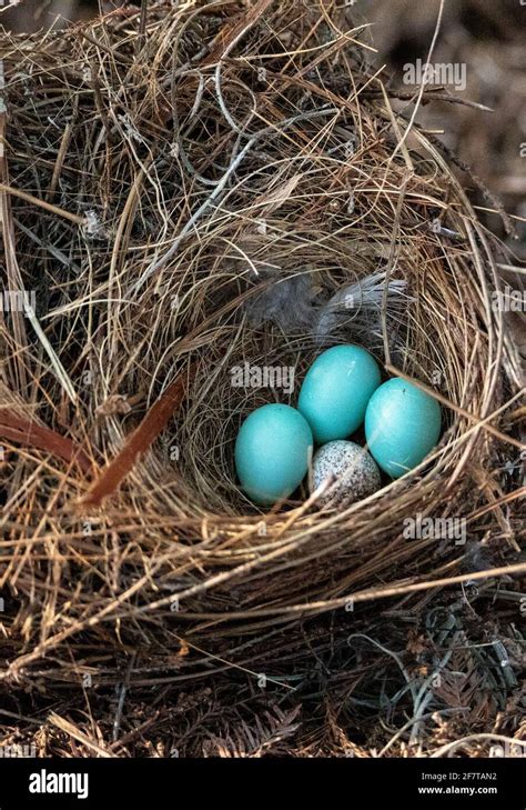 blue  brown bird eggs