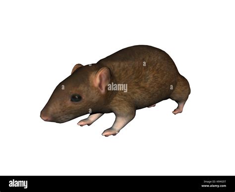 field mouse unlocked stock photo alamy