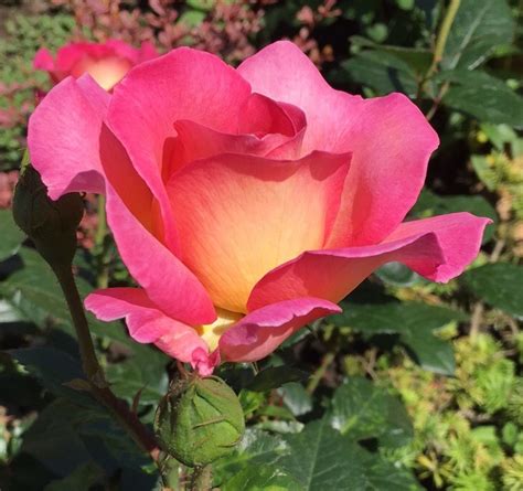 Роза Парадиз Фото – Telegraph