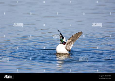 wings   res stock photography  images alamy