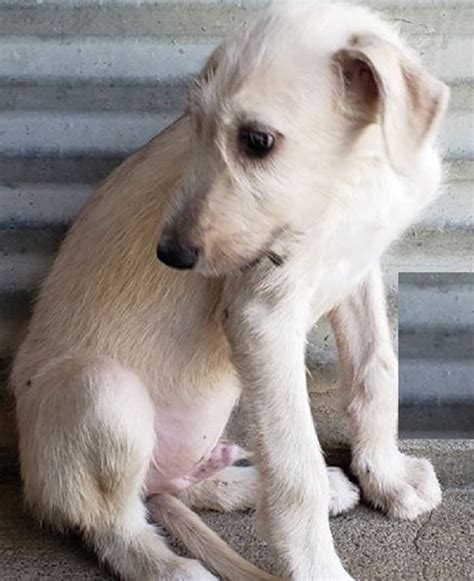 identify responsible irish wolfhound puppy breeders