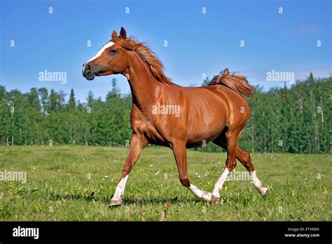 Chestnut Arabian Mare trotting in meadow Stock Photo - Alamy