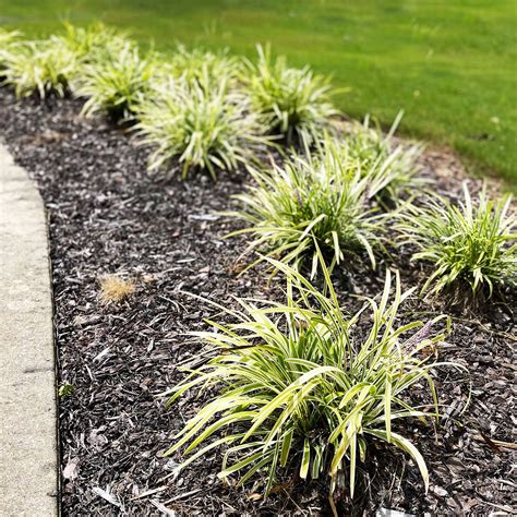 19+ Does Monkey Grass Spread