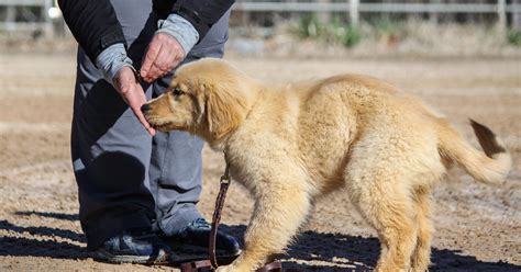 Smart Puppy Start Board And Train Onboarding Form Wildmour K9