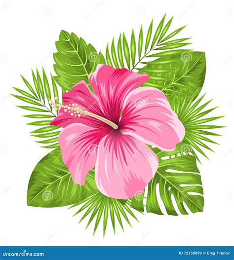 Beautiful Pink Hibiscus Flowers Blossom and Tropical Leaves Stock