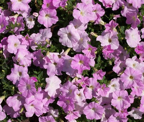 Perennial Flower Seeds