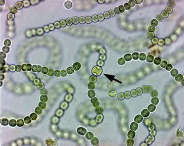 heterocyst  nostoc structure  function