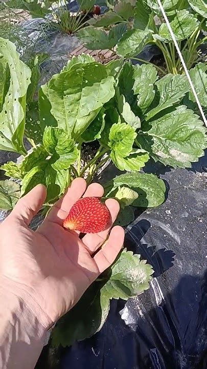клубника 🍓 под пленкой - YouTube