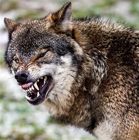 Wolf In A House - Wolf dog hybrids - WOLF DOGS - K9 Research Lab