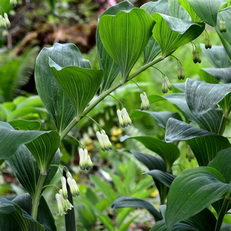 Купена – посадка и уход в открытом грунте, фото сортов