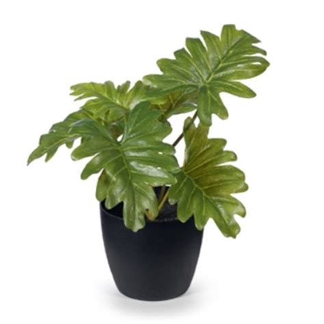 Philodendron Selloum In Pot Faux House And Garden