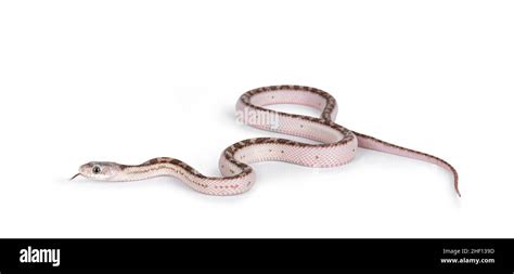 Baby White Sided Texas Rat Snake Or Elaphe Obsoleta Lindheimeri