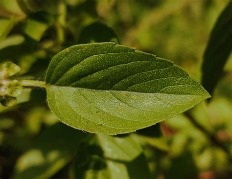 Manjericão-de-folha-larga – Ocimum basilicum – Laboratório de Sistemática de Plantas