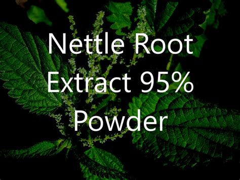 Nettle Root Extract 95% - A&A Pharmachem