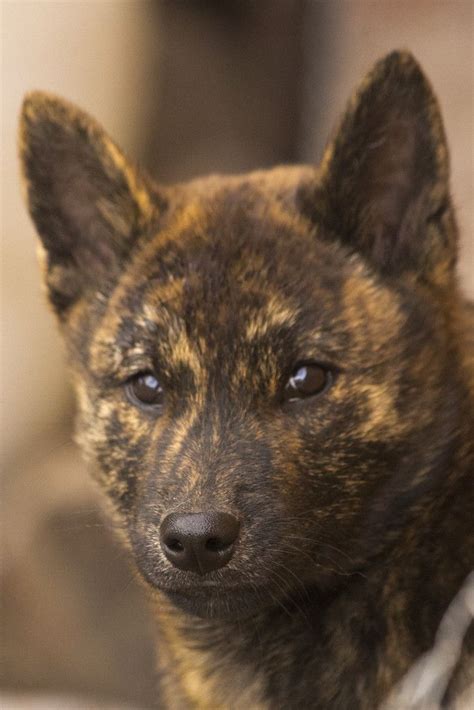 Тигровая драгоценность: pupunia93 — LiveJournal