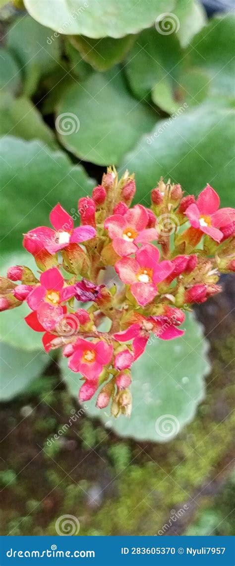 Very Beautiful Cocor Duck Flowers Stock Photo Image Of Plant Herb