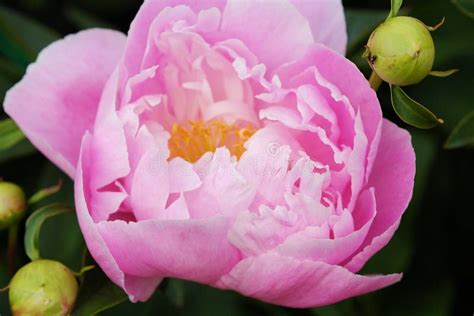 Beautiful Pink Peonies In The Summer Garden Stock Image Image Of